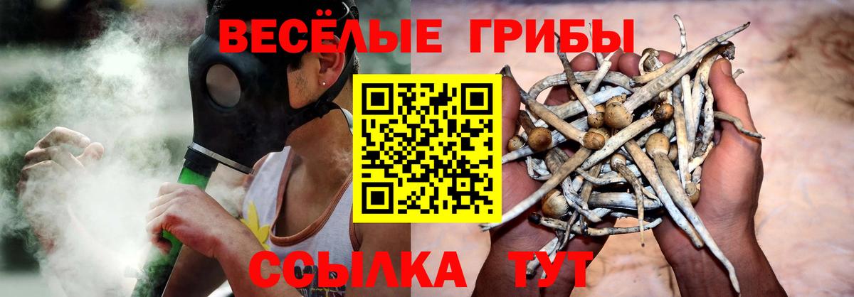 как найти   Галлюциногенные грибы Cubensis  Вход с VPN  Ржев 
